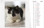 Wyjątkowy kalendarz dla kociarzy. Najpiękniejsze koty przygarnięte przez społeczny komitet [ZDJĘCIA, WIDEO]