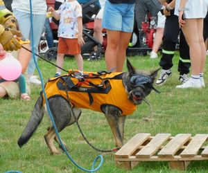 III Piknik Strażacki w Dąbrówce‑Stanach za nami