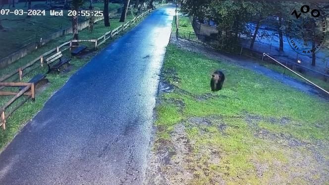 Szok! Niedźwiedź wdarł się do zoo i atakował zwierzęta. Wideo w sieci