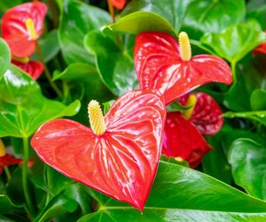 Jak podlewać anturium, aby pięknie kwitło i zdrowo rosło?