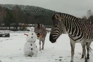 Zebra odgryzła mu rękę! Mroźne starcie w gdańskim zoo. Mamy nagranie [WIDEO]