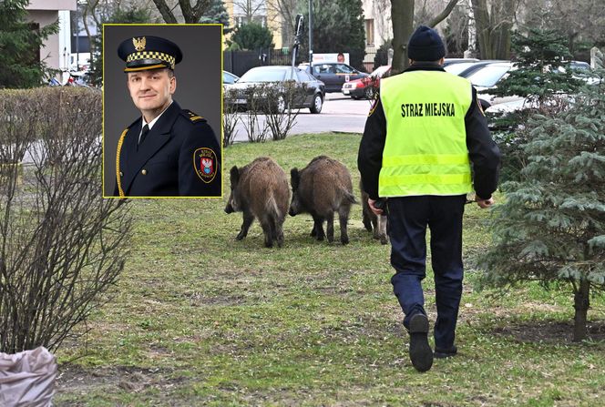  Obława na dziki w Legionowie. Komendant straży miejskiej apeluje: "Nie dokarmiajmy!"