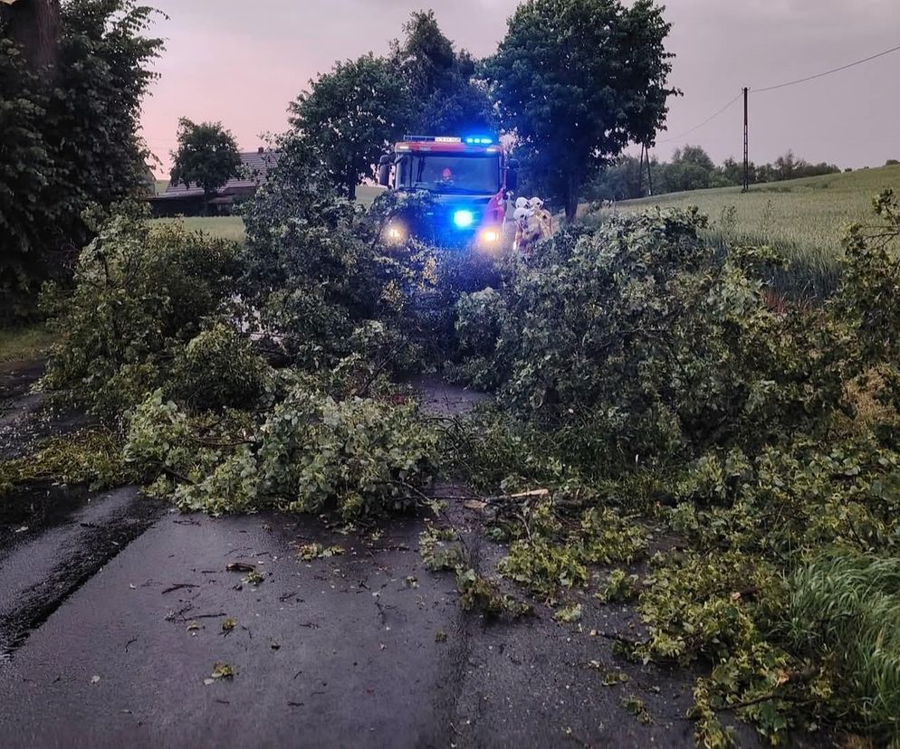 Strażacy usuwali skutki wczorajszej burzy. Najwięcej to powalone drzewa 