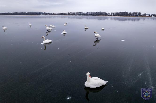 Zachowanie łabędzi niepokoi mieszkańców. Życie ptaków zagrożone?