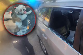 Policja uratowała psa z auta rozgrzanego jak piekarnik! Reakcja właściciela szokuje