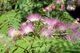 Albicja jedwabista - Albizia julibrissin