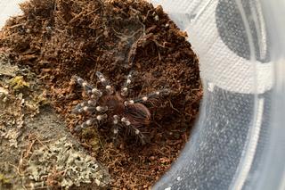 Student z Bydgoszczy z wyjątkową pasją. W pokoju ma jak w tropikach, bo tak lubią jego egzotyczne zwierzęta. 