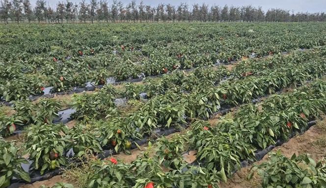 Rolnik rozdają paprykę za darmo! Ceny na skupie to dramat