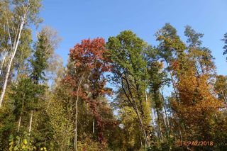 Szlak na Górę Dębową zachwyca jesienią. Rosną tam 100-letnie drzewa