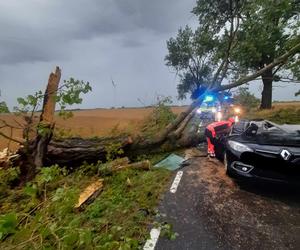 Koszmarny wypadek w powiecie świecki, Mężczyzna zginął na oczach rodziny przygnieciony konarem