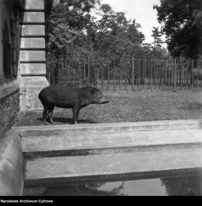 ZOO Wrocław w latach 50. XX wieku. Zobacz, jak wyglądało otwarcie zoo we Wrocławiu [ZDJĘCIA]