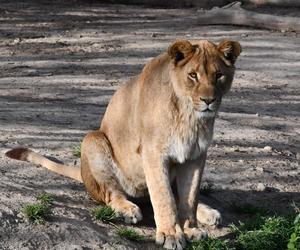 Nowa atrakcja zoo we Wrocławiu otwarta. Zobacz lwice na wybiegu 