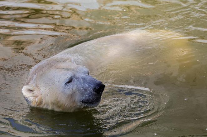 Niedźwiedzie polarne z Warszawskiego ZOO