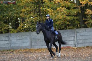 Nowe konie policyjne będą patrolowały warszawskie parki