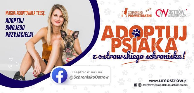 adopcja