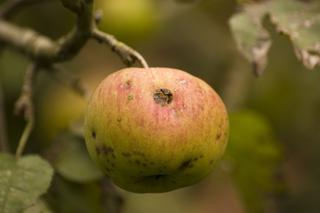 Najczęściej spotykane choroby drzew owocowych