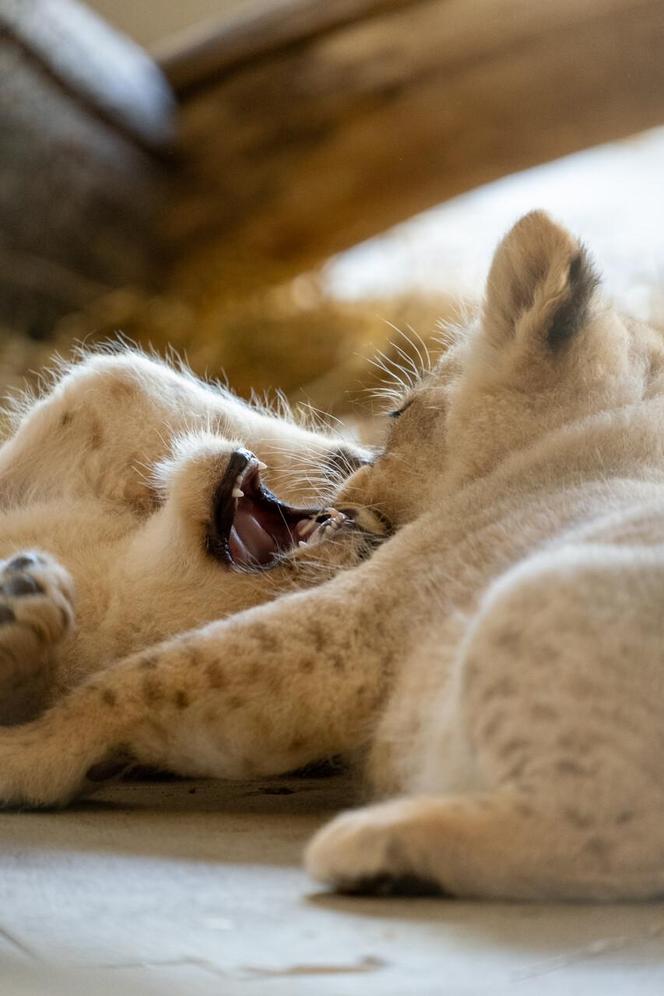 W Śląskim Ogrodzie Zoologicznym przyszły na świat cztery lwiątka! 