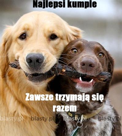 Dzień Psa 2026. Te memy pisało samo życie!