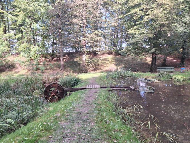 Arboretum Bramy Morawskiej zachwyca jesienią