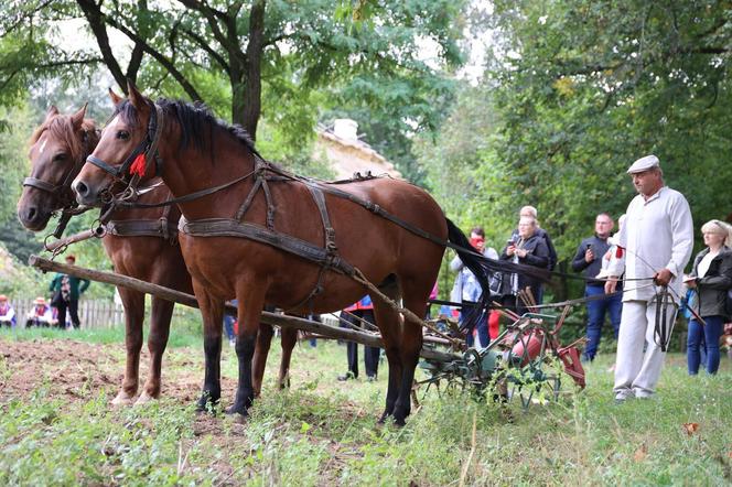 Wykopki kartoflane 2023 w lubelskim skansenie