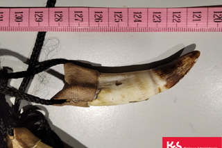 Naszyjnik z zębami krokodyla