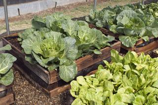 Warzywa w skrzyniach