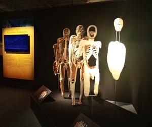 Wystawa Body Worlds w Szczecinie