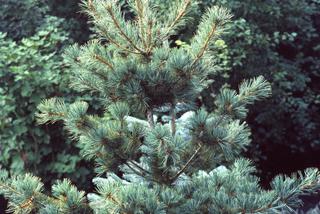 Sosna drobnokwiatowa - Pinus parviflora