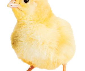 Super Fokus: Dawna magia Wielkanocy