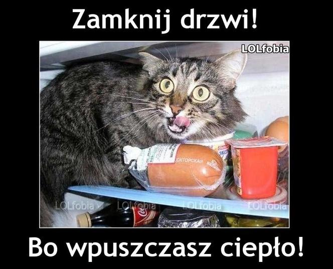 Do Polski dotarła fala gorąca. Te memy na temat upalnych dni rozbawią wszystkich do łez!