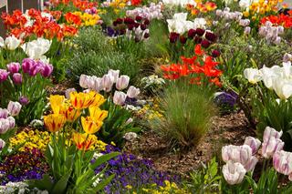 Wiosenne kwiaty w ogrodzie - jakie rośliny cebulowe kwitną wiosną i jak o nie dbać?