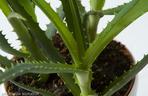 Aloes