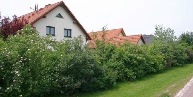 Rośliny na kłujące żywopłoty