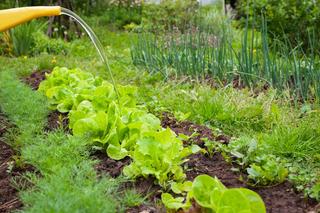 Kiedy i jak najlepiej podlewać warzywa w ogrodzie? Sprawdź!