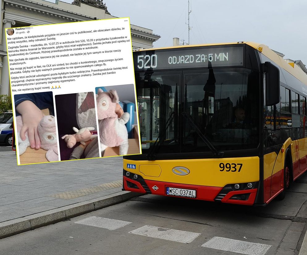 Poszukiwania świnki