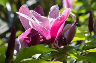 Magnolia 'Susan' świetna do małych ogrodów, a do tego łatwa w uprawie i odporna na mróz
