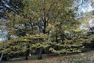 Jaka pogoda będzie na Wszystkich Świętych? O tym ubiorze lepiej pamiętajcie