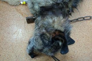 Wierzchowo: Przerażający widok, którego nie da się zapomnieć. Ludzie zgotowali psu koszmarny los