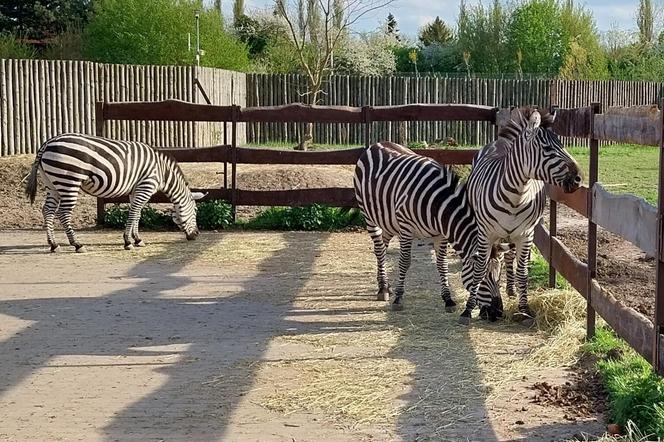 Zebry w zamojskim Zoo