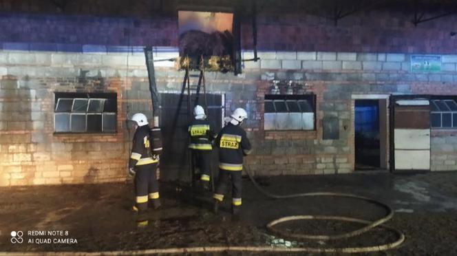 Strażacy gaszą pożar obory w Piskorni w pow. rawickim