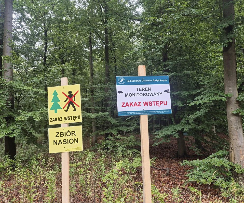 Lasy Świętokrzyskie. W miejscach zbioru nasion ZAKAZ wejścia do lasu
