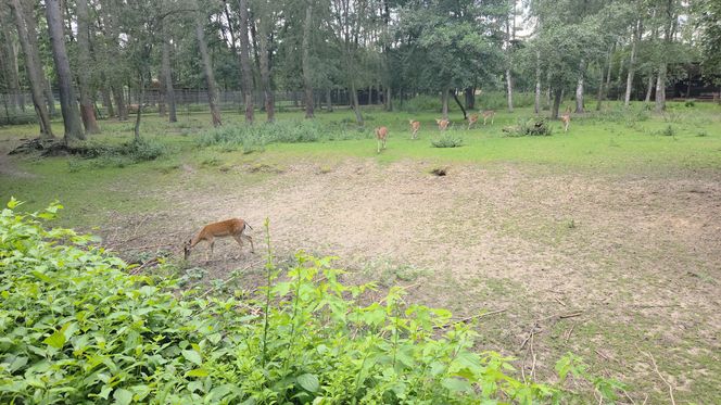 Zaglądamy do mieszkańców bydgoskiego ZOO. Kto mieszka w sercu Myślęcinka?
