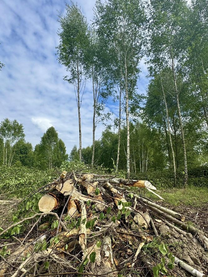 Kontrowersyjna wycinka w Mysłowicach zatrzymana. Interweniował prezydent 