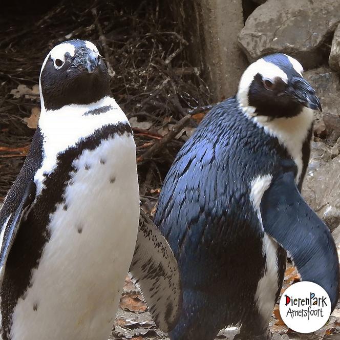 Pingwiny geje kradną pingwinicom lesbijkom jajka. Ale nic się wykluwa