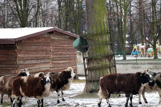 W ZOO w Chorzowie jest żywa szopka bożonarodzeniowa 