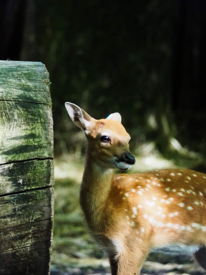 Jelonki Sika z warszawskiego ZOO