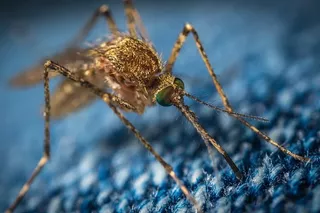 Wojna na Florydzie. GENETYCZNIE modyfikowane komary same się wykończą