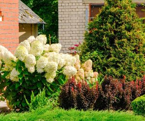 Hortensje bukietowe w ogrodzie