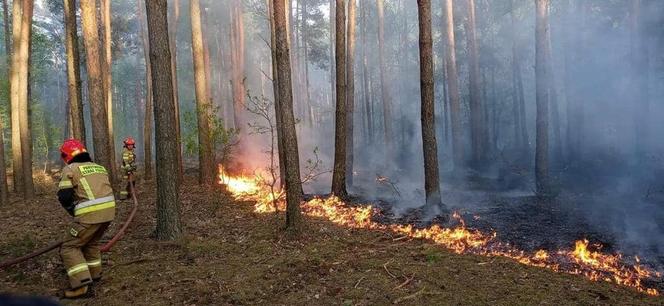 Ogromny pożar pod Grójcem! Spłonęło 80 hektarów lasu