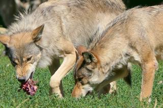 To już nie fikcja! Doświadczony leśniczy ostrzega przed wilkami: Mogą nawet zaatakować